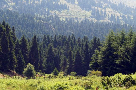 Αποψη του δάσους στο Περτούλι